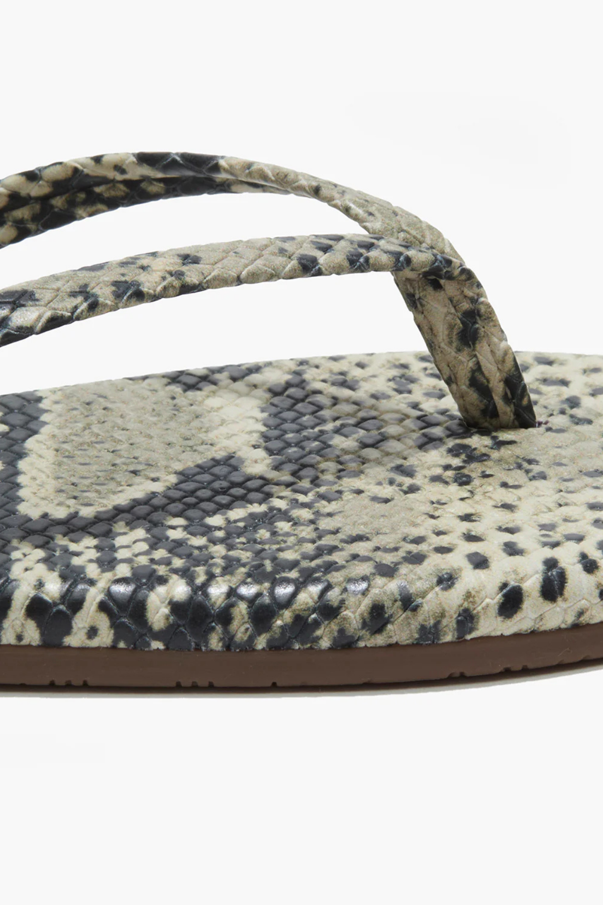 TKEES Studio Exotics - Sandsnake